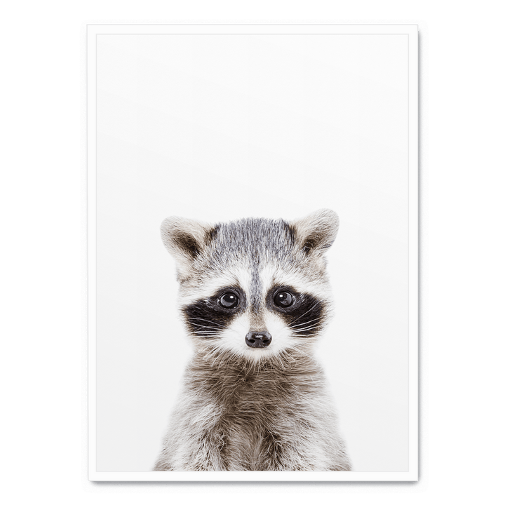 Baby Racoon