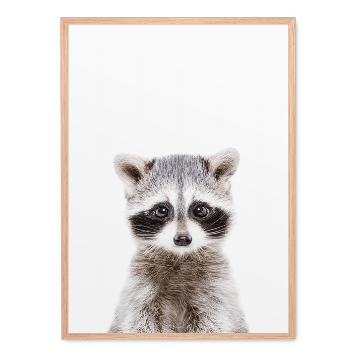 Baby Racoon