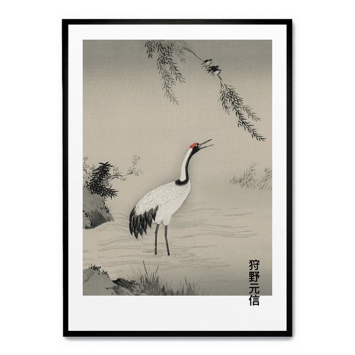 Japanese Crane In Water