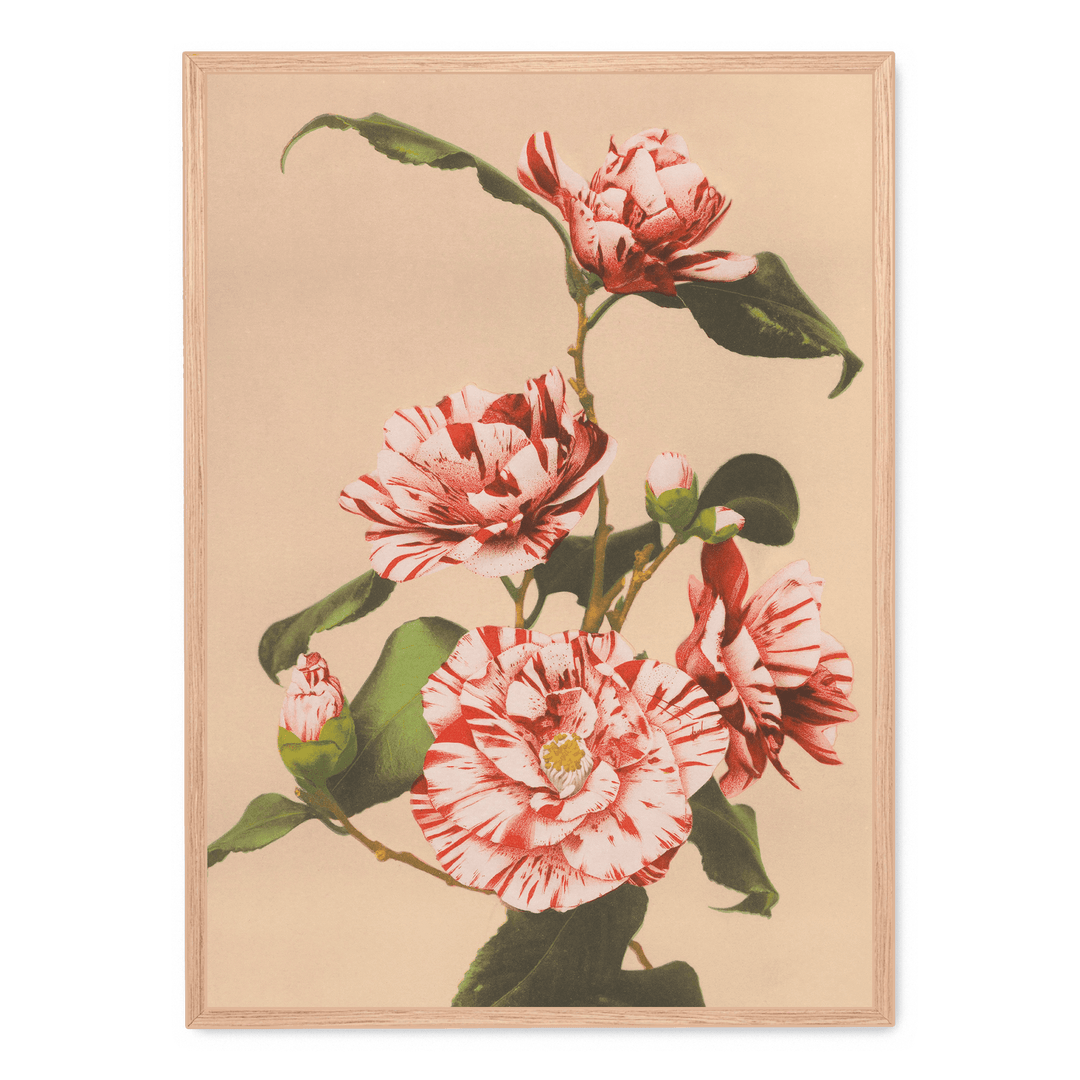 Ogawa Kazumasa - Striped Camellias