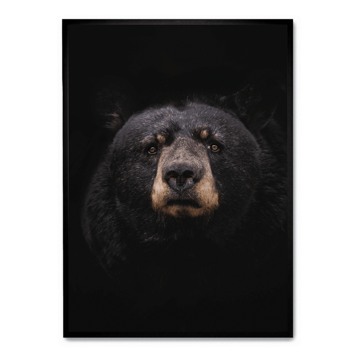 Black Bear