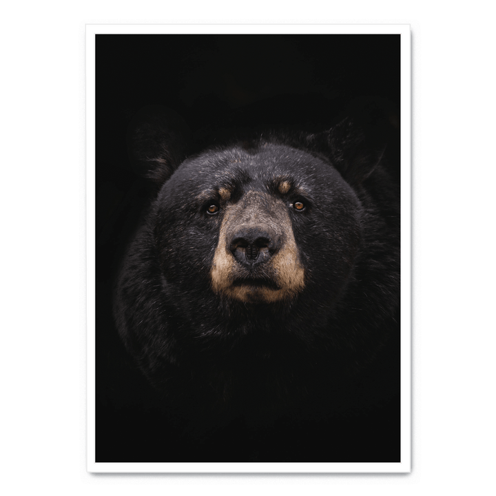 Black Bear