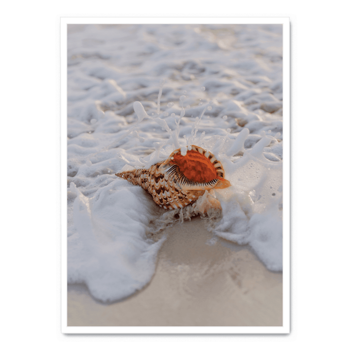 Conch On The Beach