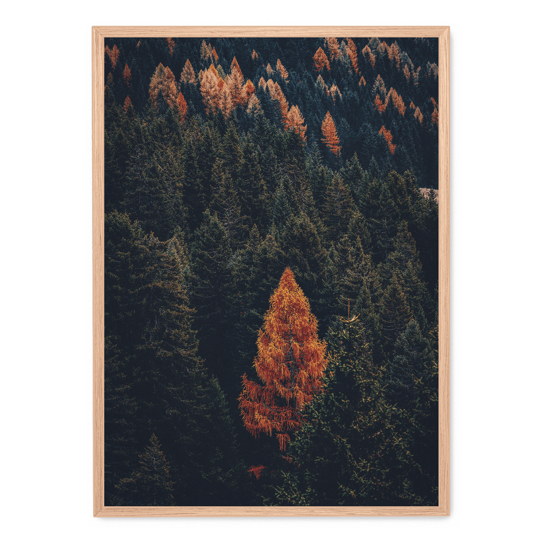 Fall Forest