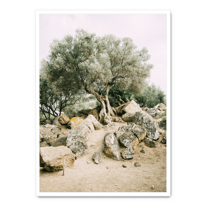 Old Tree In The Heat