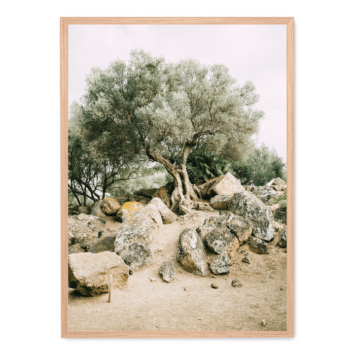 Old Tree In The Heat