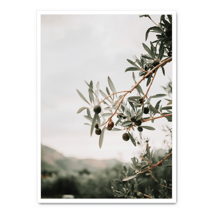 Olive Tree
