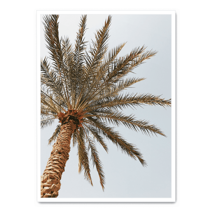 Palm Tree Seen From Below