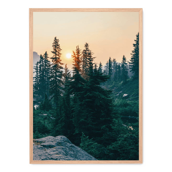 Sunshine In The Woods