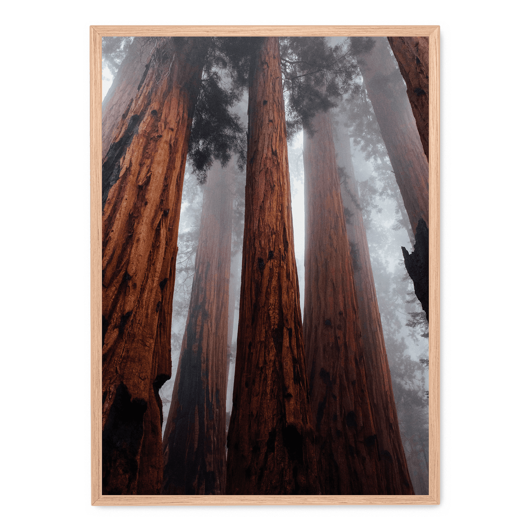 The Trees In The Forest